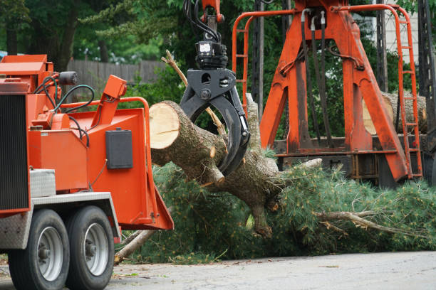 Best Root Management and Removal  in Annapolis Neck, MD