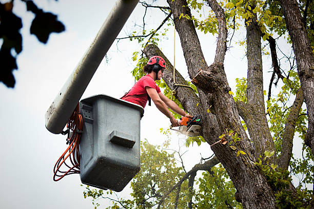 Annapolis Neck, MD Tree Services Company